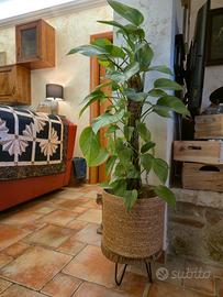 Pianta photos