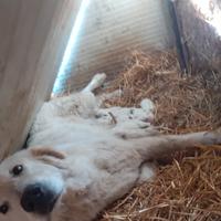 Cuccioli di Pastore Maremmano Abruzzese pura razza