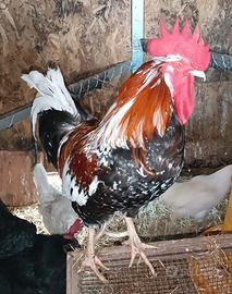 Gallo millefiori