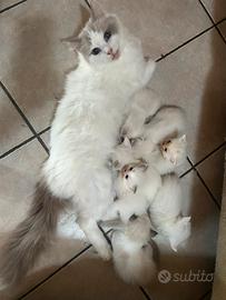 Cuccioli di ragdoll