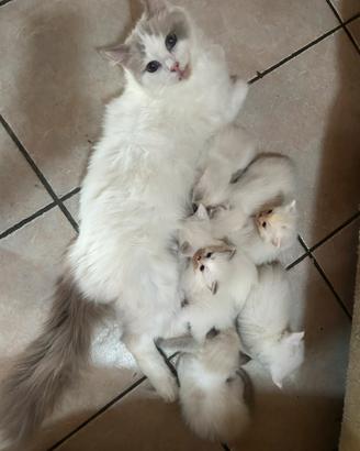 Cuccioli di ragdoll