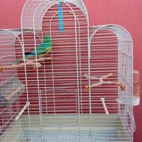 Parrocchetto dal groppone rosso