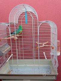 Parrocchetto dal groppone rosso