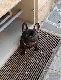 Bulldog francese X MONTA