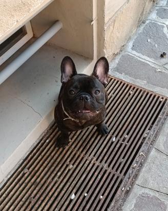 Bulldog francese X MONTA