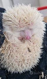 riccio africano albino