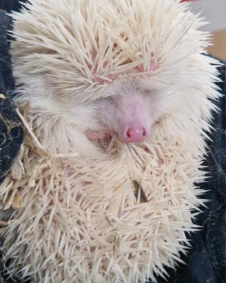 riccio africano albino