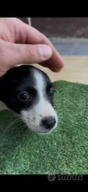 Cane taglia piccola