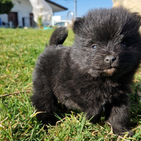 Cuccioli volpino