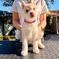 Cuccioli di Siberian Husky