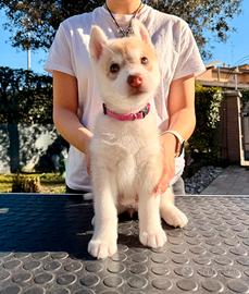 Cuccioli di Siberian Husky