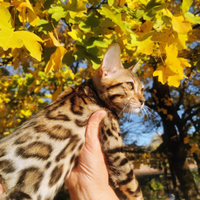 Gatto gattini Bengala
