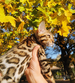 Gatto gattini Bengala