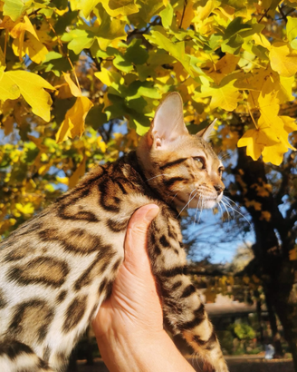 Gatto gattini Bengala