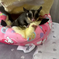 Petauri dello zucchero