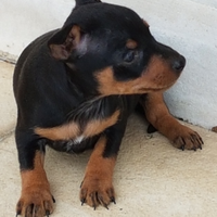 Cuccioli cane pincer