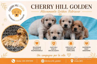 Golden Retriever - cuccioli disponibili