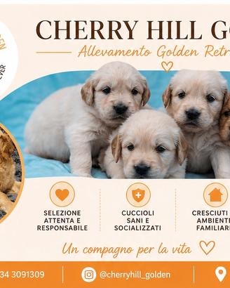 Golden Retriever - cuccioli disponibili