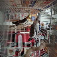 Pappagalli calopsiti