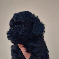 Ultimo Cucciolo Barboncino Toy Maschio Nero