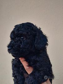 Ultimo Cucciolo Barboncino Toy Maschio Nero