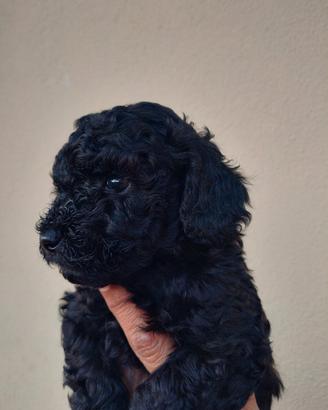 Ultimo Cucciolo Barboncino Toy Maschio Nero