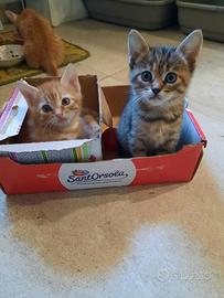Dolci gattini