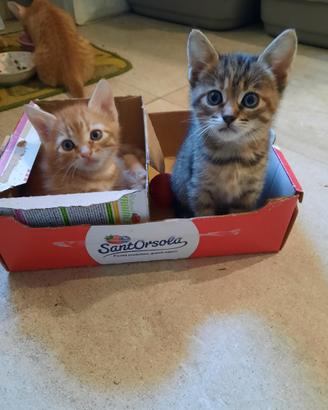Dolci gattini