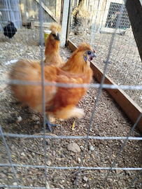 Gallo moroseta camoscio