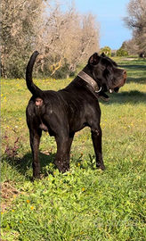 Cuccioli cane corso italiano con pedigree ENCI