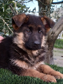 Pastore tedesco femmina