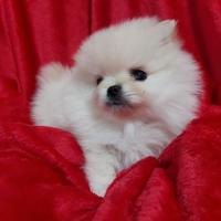 Cuccioli di Spitz di Pomerania