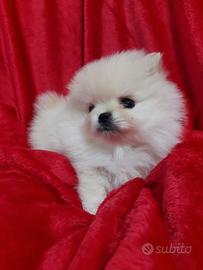 Cuccioli di Spitz di Pomerania