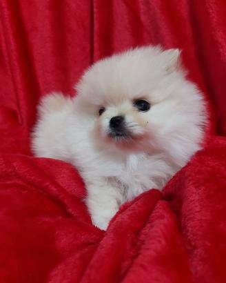 Cuccioli di Spitz di Pomerania