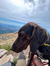 cucciolone di segugio maremmano