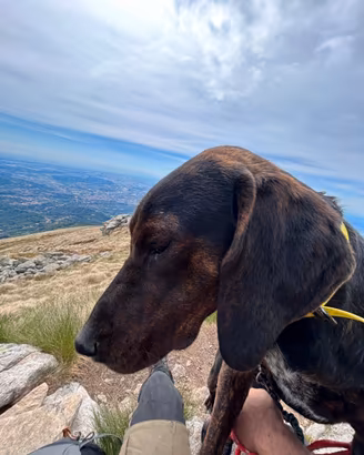 cucciolone di segugio maremmano