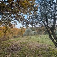 Terreno con oliveto 7.000 mq - Avellino