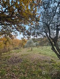 Terreno con oliveto 7.000 mq - Avellino