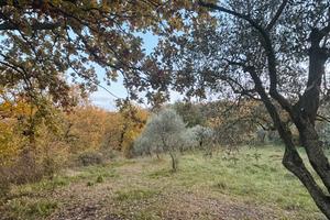 Terreno con oliveto 7.000 mq - Avellino