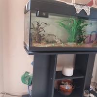 acquario
