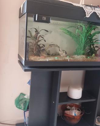 acquario
