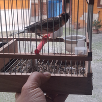 Animali