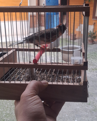 Animali