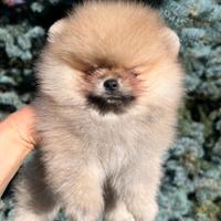 Spitz di pomerania con pedigree ENCI