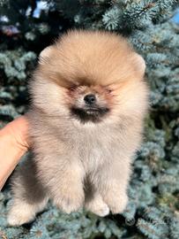 Spitz di pomerania con pedigree ENCI