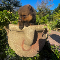 Cuccioli volpino Pomerania