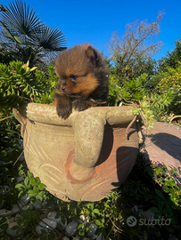 Cuccioli volpino Pomerania