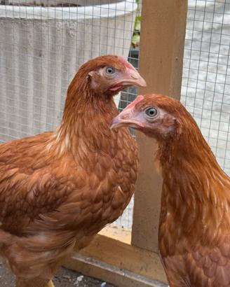 Galline Olive egger, Marans, Cream Legbar