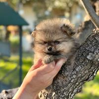 Pomerania spitz nano tedesco