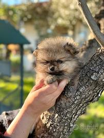 Pomerania spitz nano tedesco